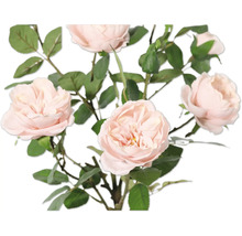 Bouquet de roses délicates avec des feuilles vertes