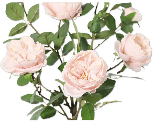 Bouquet de roses délicates avec des feuilles vertes