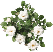 Bouquet de roses blanches avec feuilles vertes