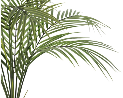 Palmier avec des feuilles vertes