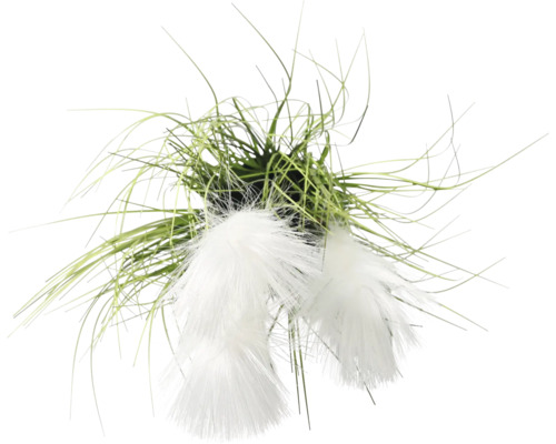 Plante décorative de linaigrette avec des tiges vertes et des inflorescences blanches et duveteuses