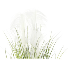 Herbe de la pampa décorative avec tiges vertes et plumeaux blancs