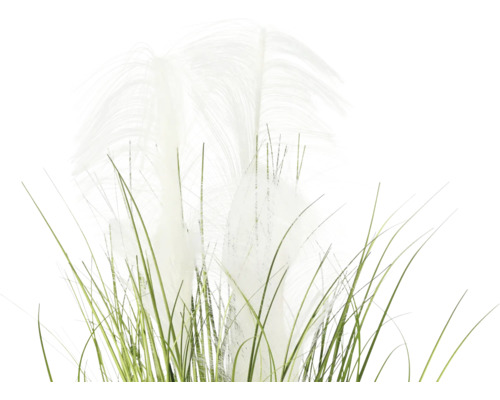 Herbe de la pampa décorative avec tiges vertes et plumeaux blancs