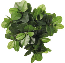 Vue de dessus d'une plante d'intérieur avec des feuilles vertes