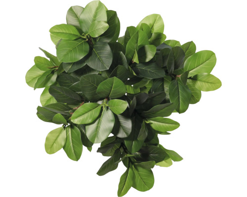 Vue de dessus d'une plante d'intérieur avec des feuilles vertes