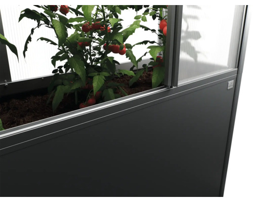 Hochbeet mit Tomatenpflanze