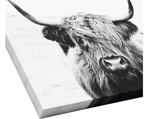 Nahaufnahme eines Highlandrindes als Wanddekoration