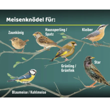 Verschiedene Vogelarten, die Meisenknödel fressen, darunter Zaunkönig, Haussperling, Kleiber, Star, Grünling sowie Blau- und Kohlmeise.
