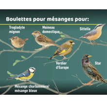 Illustration de plusieurs oiseaux différents perchés sur des branches.