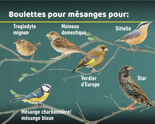 Illustration de plusieurs oiseaux différents perchés sur des branches.