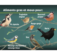 Représentation de différentes espèces d'oiseaux telles que le pic, le troglodyte mignon, le bouvreuil pivoine, le rouge-gorge, le merle, l'étourneau, la mésange charbonnière et la mésange bleue sur une branche