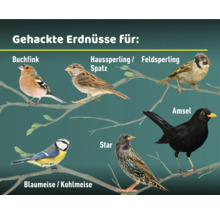 Darstellung verschiedener Vogelarten, die gehackte Erdnüsse fressen