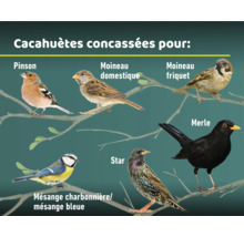 Illustration de différentes espèces d'oiseaux telles que le pinson des arbres, le moineau domestique, le moineau friquet, la mésange bleue, l'étourneau sansonnet et le merle noir sur des branches