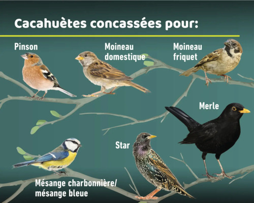 Illustration de différentes espèces d'oiseaux telles que le pinson des arbres, le moineau domestique, le moineau friquet, la mésange bleue, l'étourneau sansonnet et le merle noir sur des branches