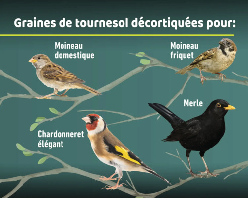 Image de différents types d'oiseaux : Moineau domestique, Moineau friquet, Chardonneret élégant et Merle noir
