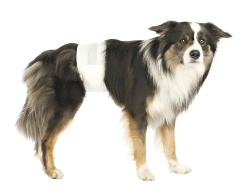 Hund mit Inkontinenzwindel