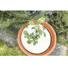 Jeune chêne dans un pot