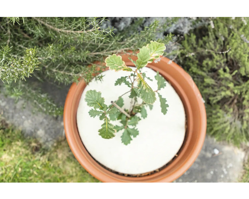Jeune chêne dans un pot