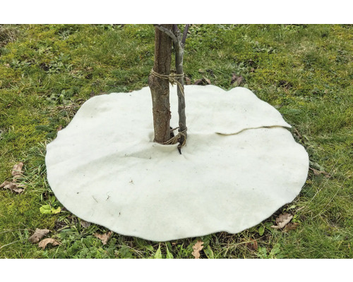 Feutre de paillage autour d'un tronc d'arbre sur une pelouse