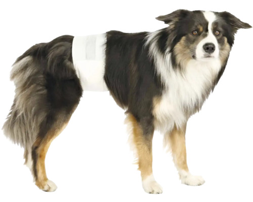 Hund mit Inkontinenz-Windel