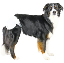 Hund mit Inkontinenzwindel