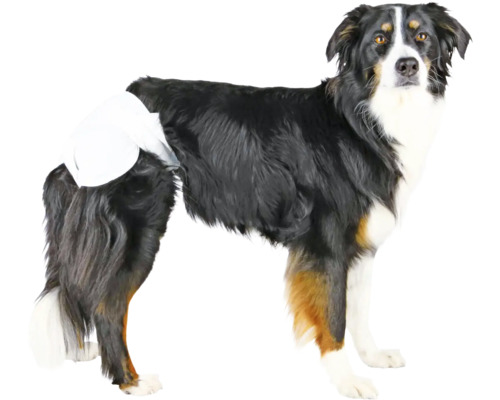 Hund mit Inkontinenzwindel