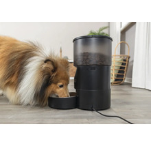Ein Sheltie frisst aus einem automatischen Futterautomaten.