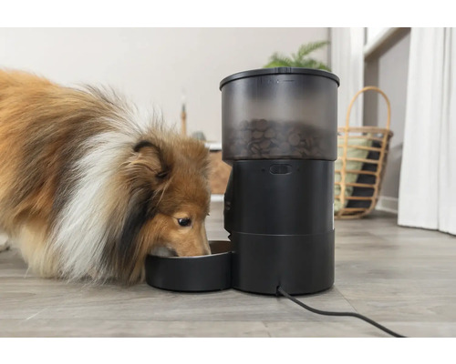Ein Sheltie frisst aus einem automatischen Futterautomaten.