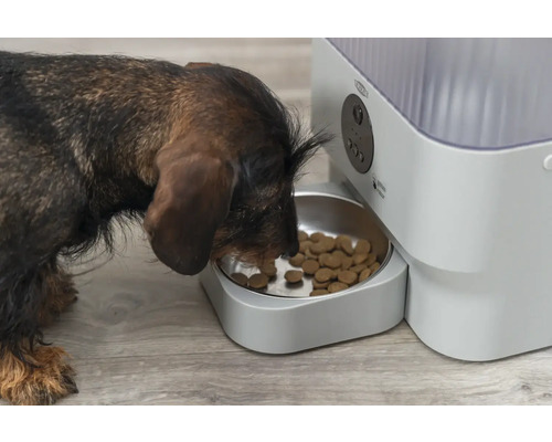 Dackel frisst Futter aus einem automatischen Futterspender von Trixie