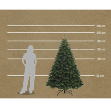 Comparaison de la taille d'un sapin de Noël avec une personne, représentée par des lignes de 60 cm, 120 cm, 155 cm, 185 cm, 215 cm et 240 cm de hauteur.