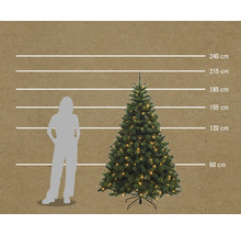 Comparaison de taille d'un sapin de Noël illuminé avec une femme