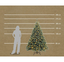 Image d'un sapin de Noël avec des indications de hauteur et une personne pour comparer les tailles
