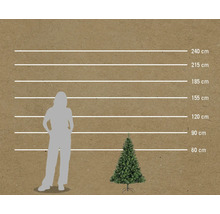 Comparaison de la taille d'une personne et d'un sapin de Noël avec indication de la hauteur en centimètres