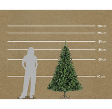 Comparaison de la taille d'un sapin de Noël avec une femme, représentée par des lignes horizontales à 60 cm, 120 cm, 155 cm, 185 cm, 215 cm et 240 cm.