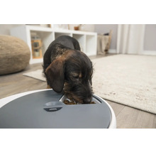 Dackel frisst aus Futterautomat in einem Wohnraum.