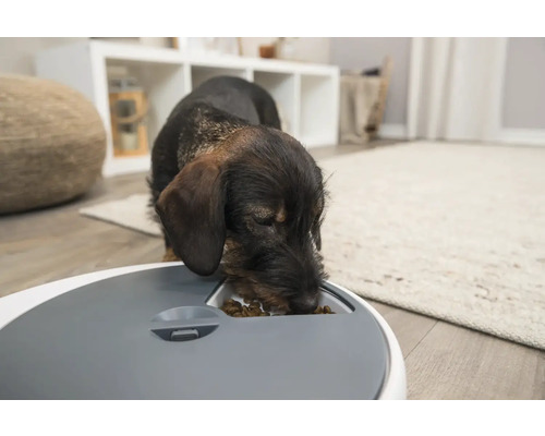 Dackel frisst aus Futterautomat in einem Wohnraum.