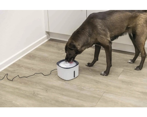 Ein Hund trinkt aus einem automatischen Trinkbrunnen für Haustiere.