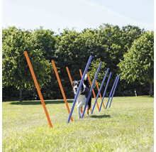 Hund trainiert mit Agility Slalom Stangen im Freien