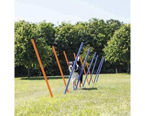Hund trainiert mit Agility Slalom Stangen im Freien