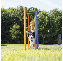 Hund beim Agility-Training, der durch Slalomstangen läuft