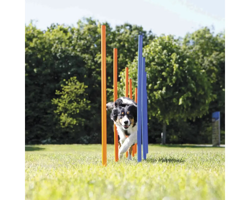 Hund beim Agility-Training, der durch Slalomstangen läuft