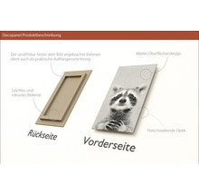 Dekopanel Young racoon 15x30 cm