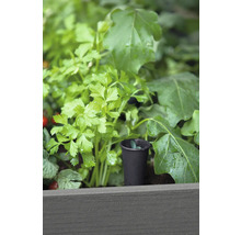 Gros plan sur des herbes aromatiques dans une jardinière surélevée