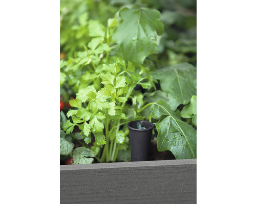 Gros plan sur des herbes aromatiques dans une jardinière surélevée