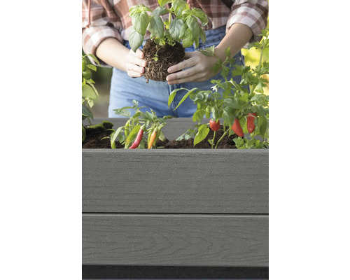 Une personne plante du basilic dans une jardinière grise avec des piments.