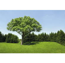 Szene mit Rasenfläche, Baum und Rasenmähroboter