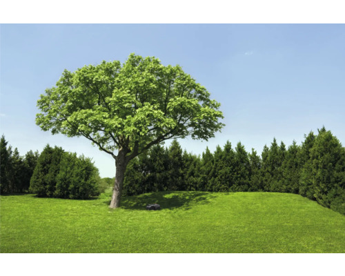 Szene mit Rasenfläche, Baum und Rasenmähroboter