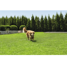 Szene mit einem Rasen, einer Steinmauer, Büschen, Nadelbäumen und einem Hund