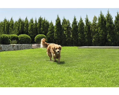 Szene mit einem Rasen, einer Steinmauer, Büschen, Nadelbäumen und einem Hund