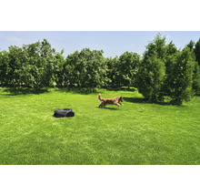 Rasen mit Rasenmähroboter und spielendem Hund